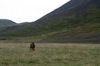 http://www.travelingshoe.com/photos/Icelandic Horses-14.jpg