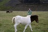 http://www.travelingshoe.com/photos/Icelandic Horses-15.jpg
