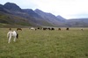 http://www.travelingshoe.com/photos/Icelandic Horses-17.jpg