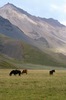 http://www.travelingshoe.com/photos/Icelandic Horses-3.jpg