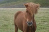 http://www.travelingshoe.com/photos/Icelandic Horses-7.jpg