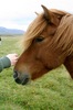 http://www.travelingshoe.com/photos/Icelandic Horses-9.jpg